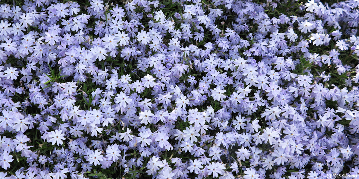 Poses (Phlox)