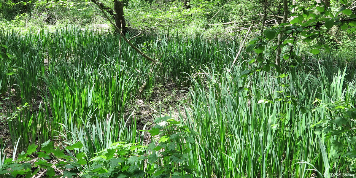 Val de Reuil (Iris)