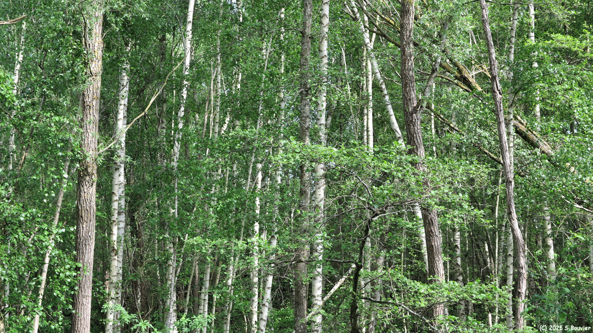 Val de Reuil (Arbres)