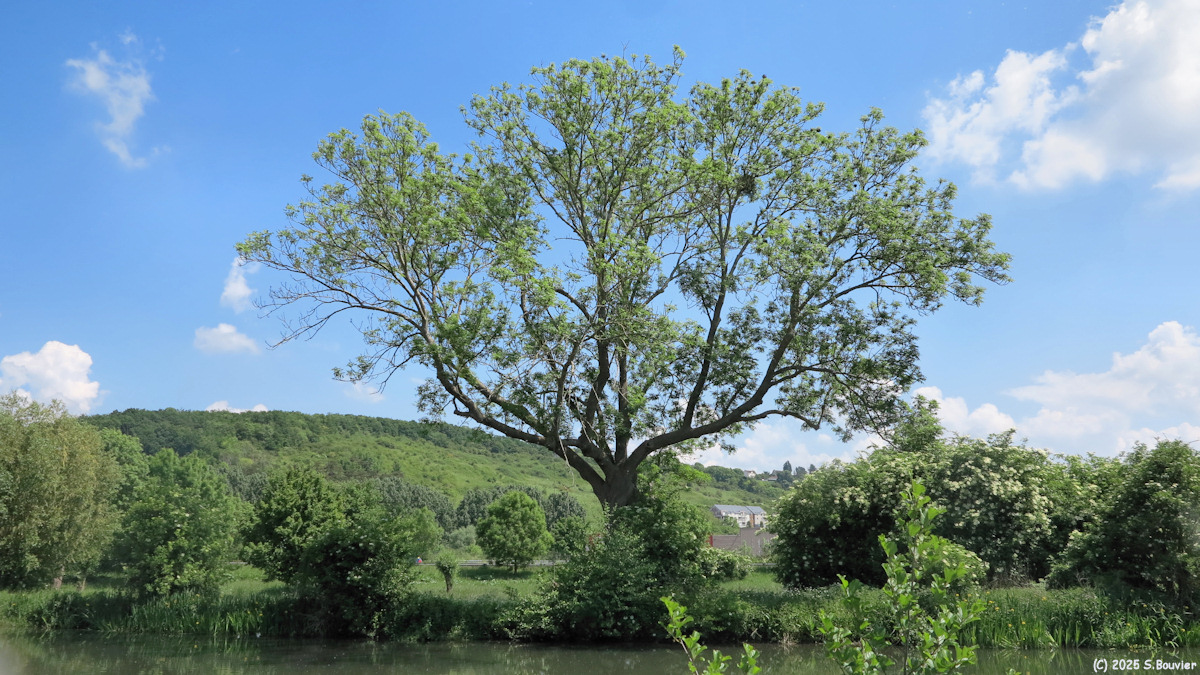 Louviers (Arbre)