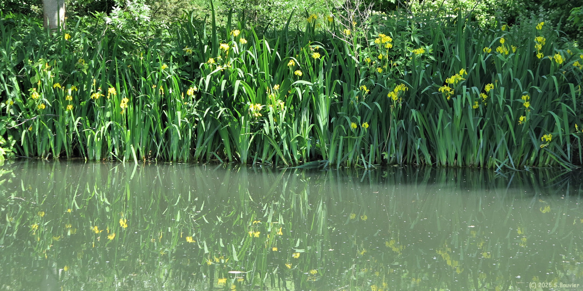 Louviers (Iris)