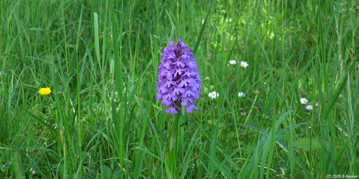Incarville (Orchis)
