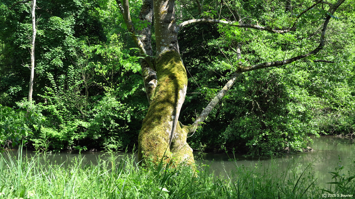 Incarville (Arbre)