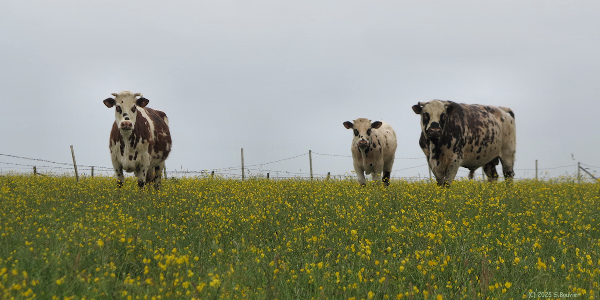 Mesnil Jourdain (Vaches)