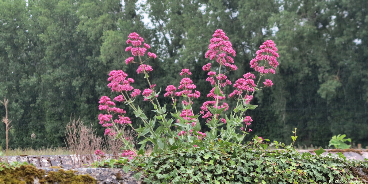 Mesnil Jourdain (Centranthe rouge)