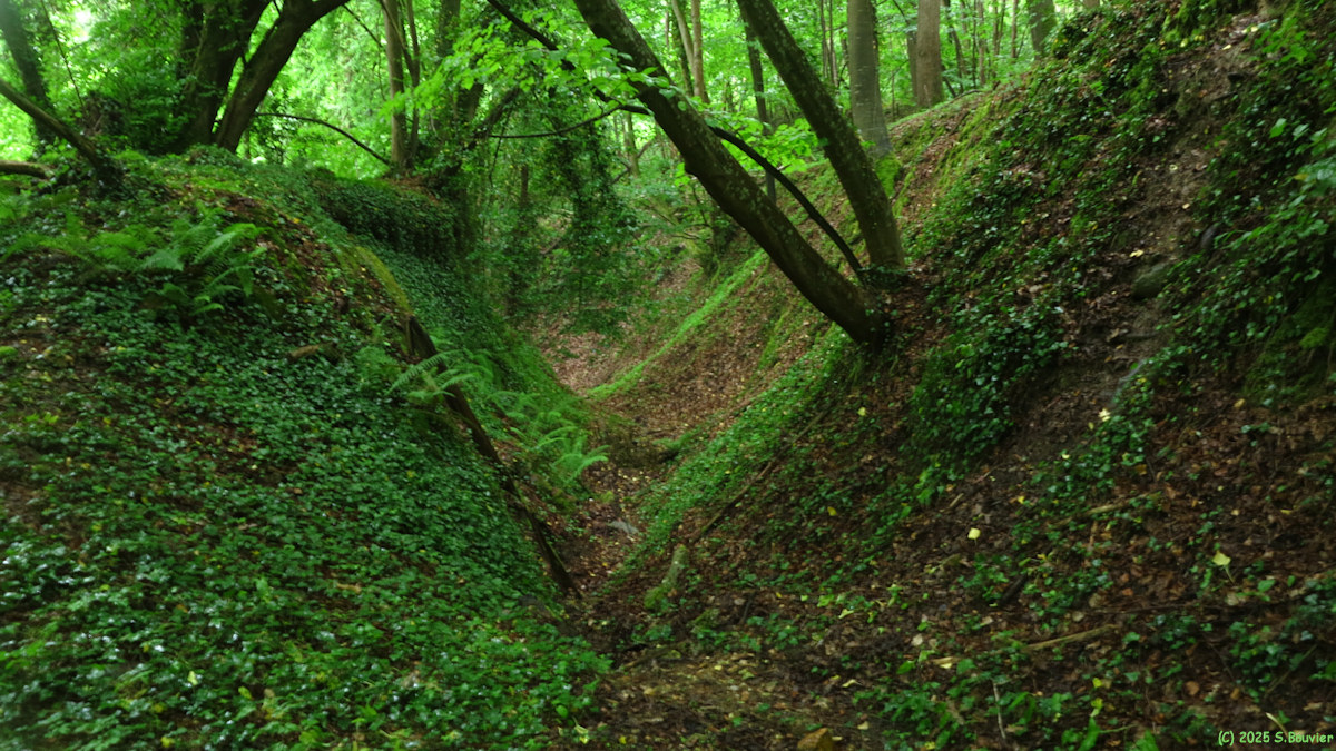 La Haye le Comte (Ravine)