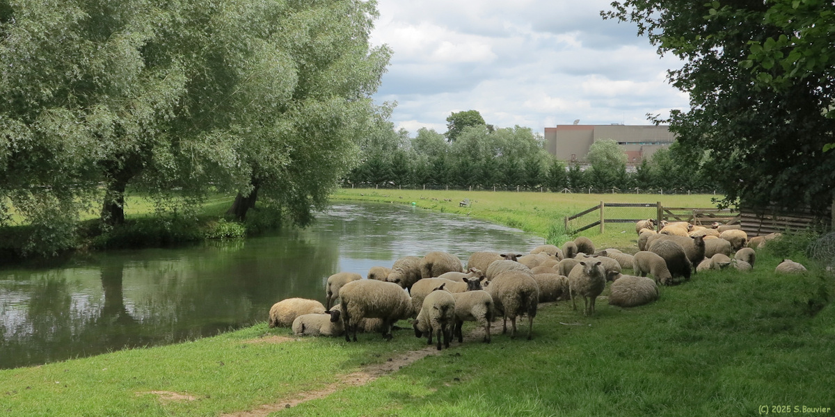 Acquigny (Moutons)