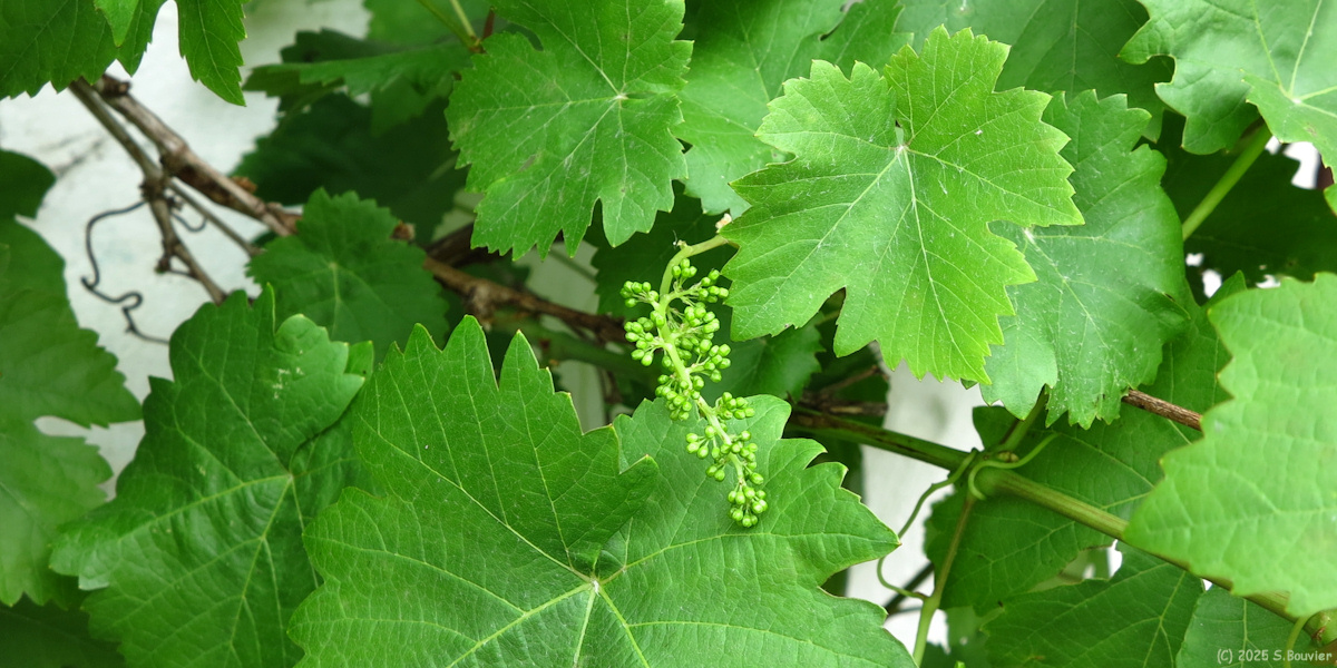 La Vacherie (Grappe)