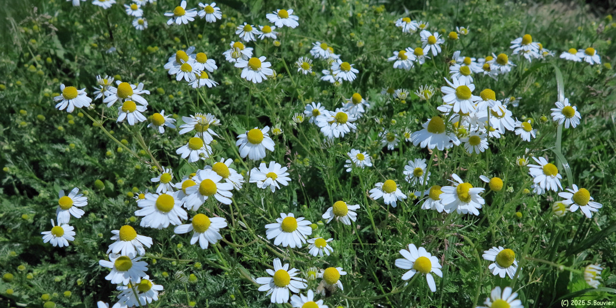 Longueil (Camomille)