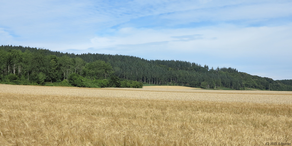 Normanville (Bois)