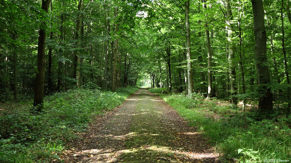 Forêt d'Arques (Route forestière 1)