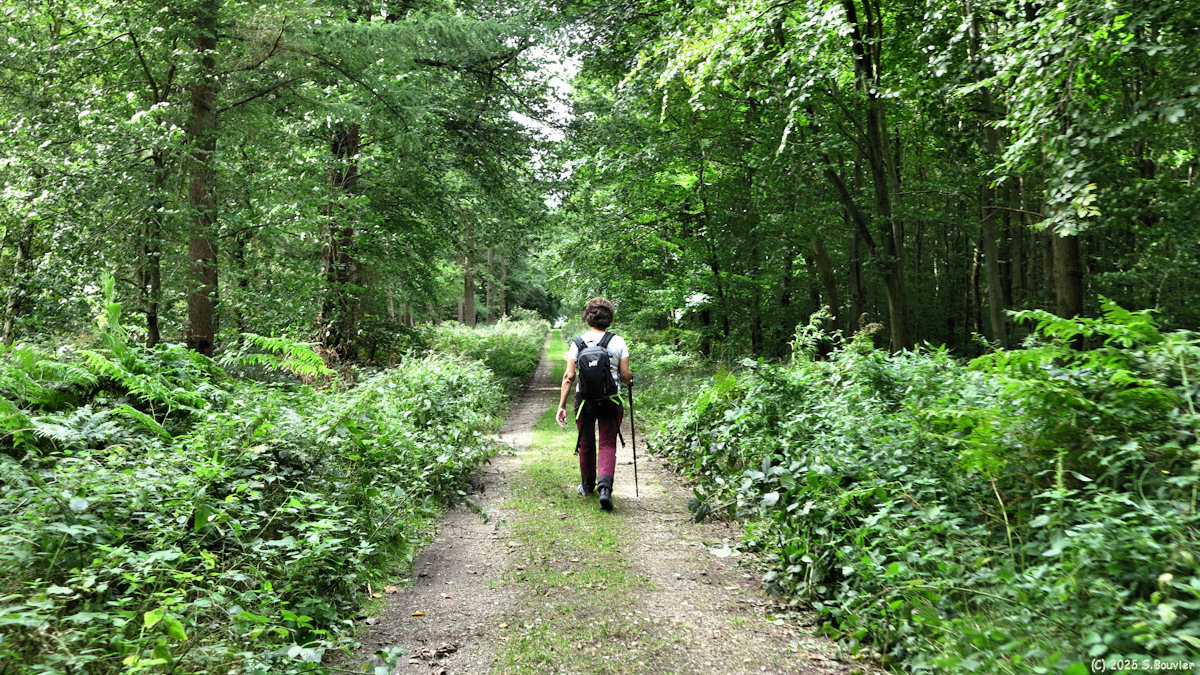 Forêt d'Arques (Route forestière 2)