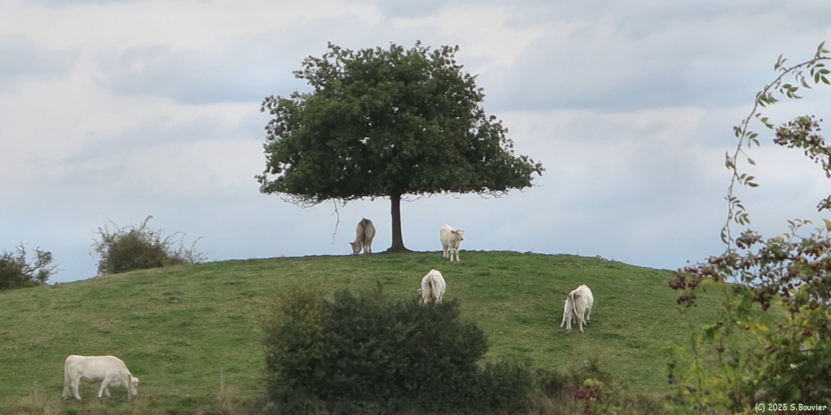 Freulleville (Arbre)