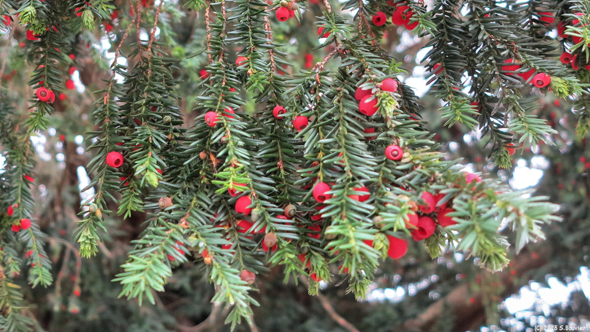 Freulleville (Arilles)