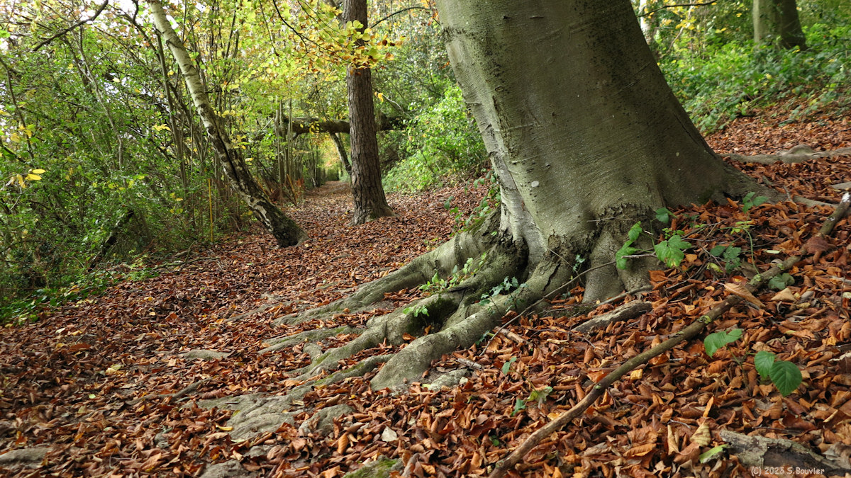 Mesnières en Bray (Hêtre)