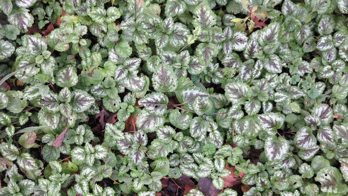 Mesnil Mauger (Lamier)