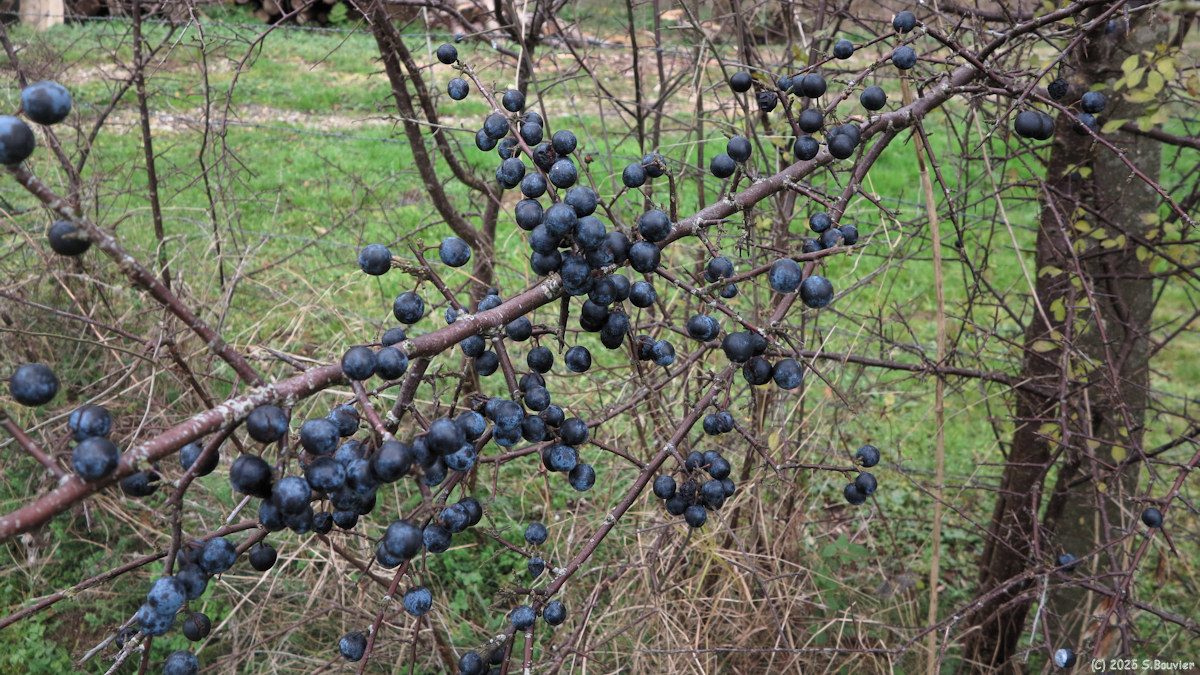 Beaussault (Crèques)