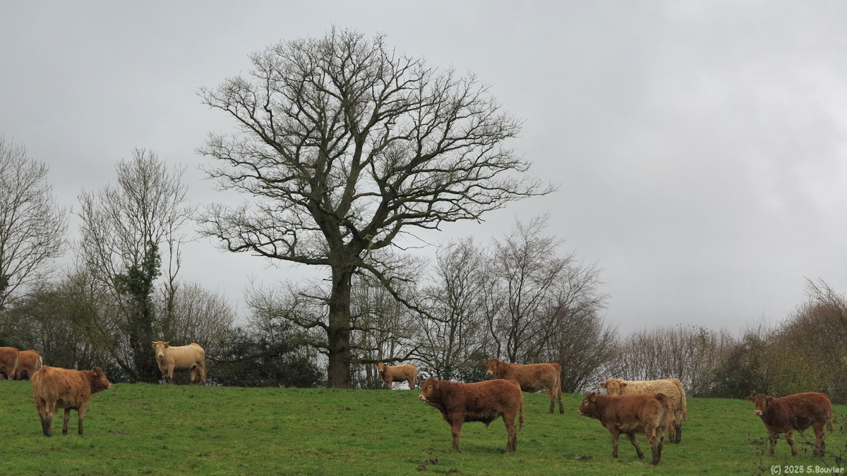 Compainville (Bœufs)