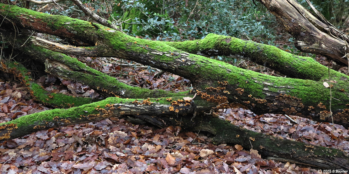 Beaubec la Rosière (Mousse)