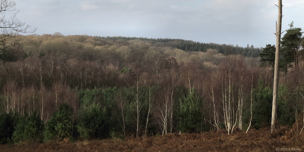 Roncherolles en Bray (Bois)