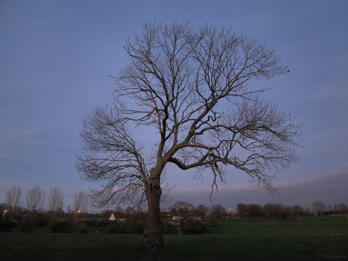 Serqueux (Arbre)