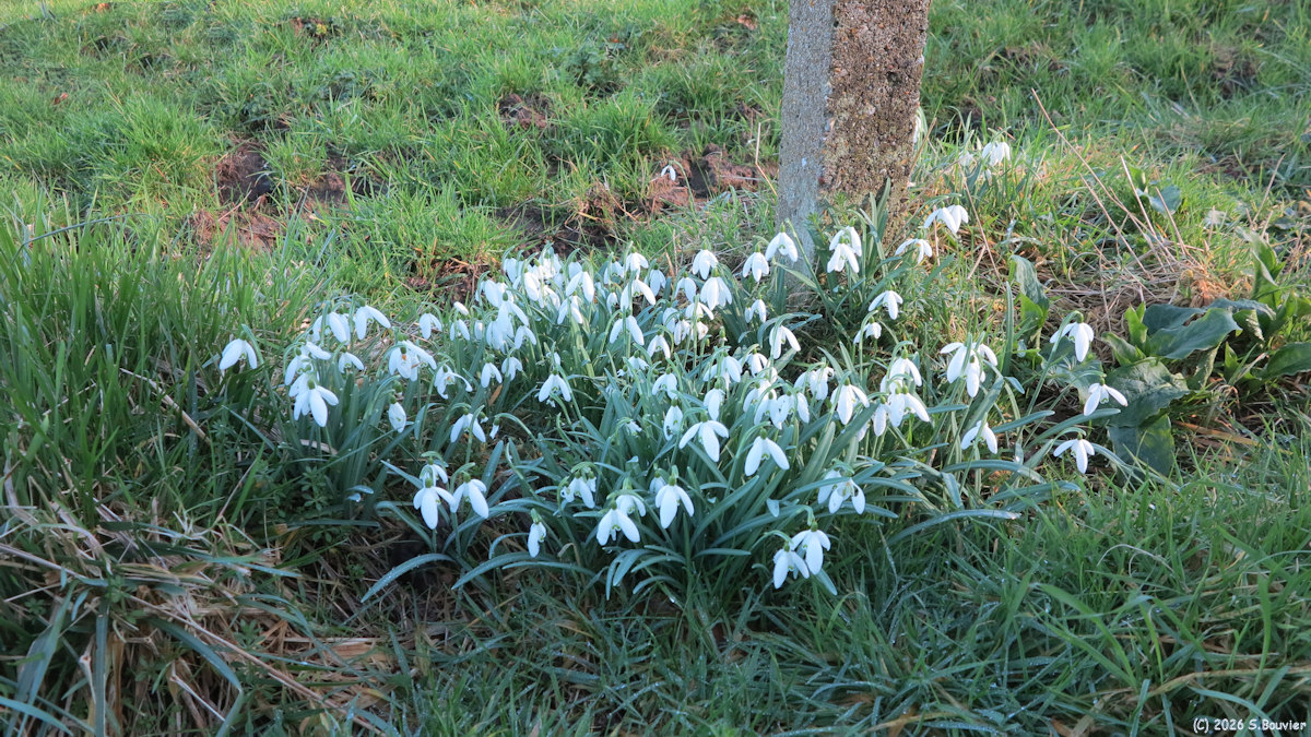 Saint Ouen sous Bailly (Perce-Neige)