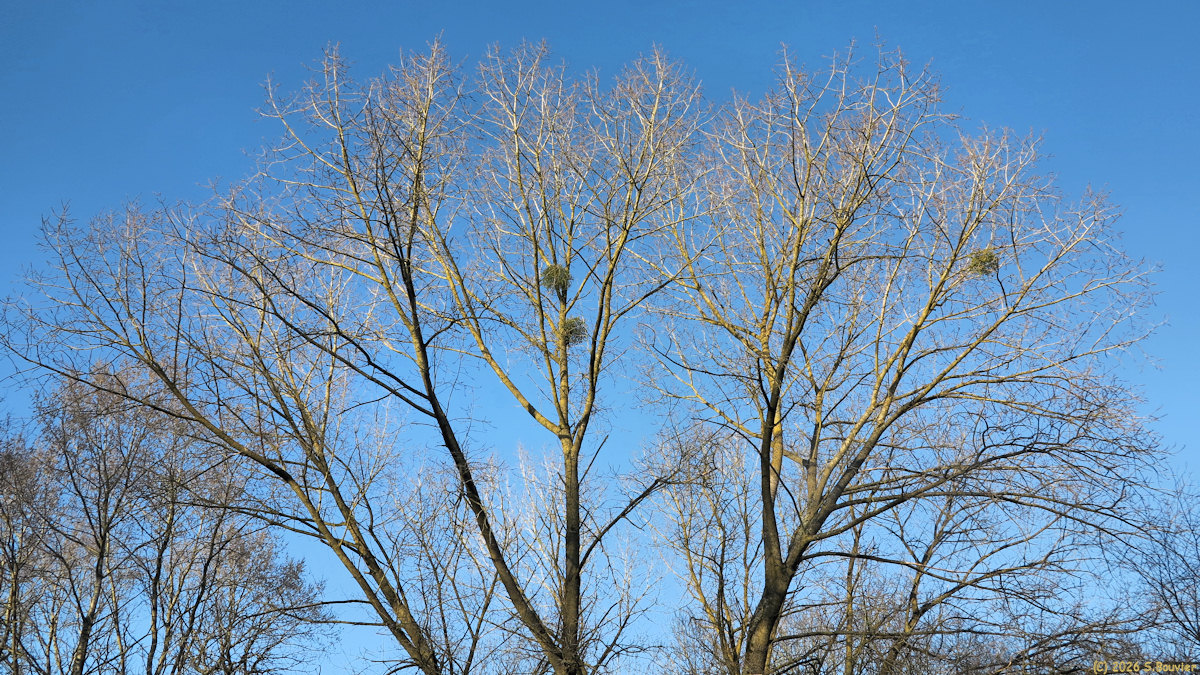 Forges les Eaux (Ramure)