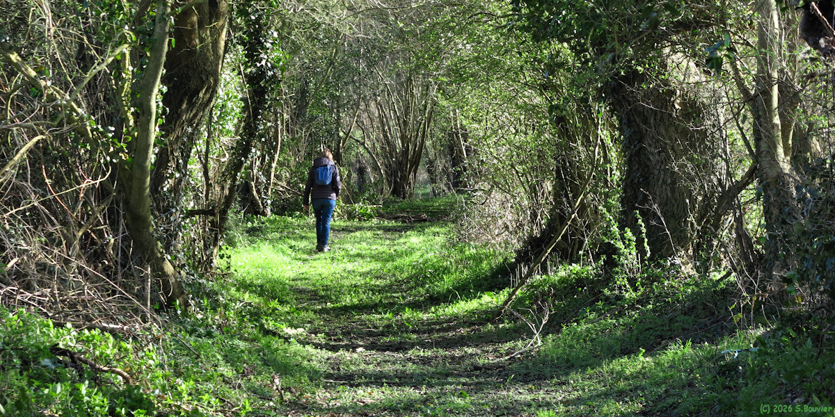 Mésangueville (Chemin)