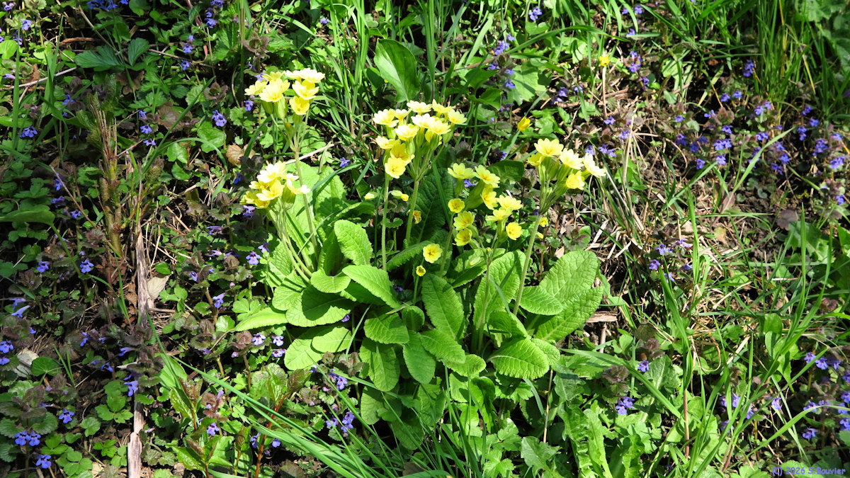 Hodeng Hodenger (Primevère)