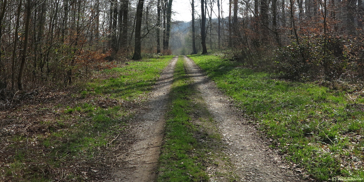 Forêt de Lyons (Route forestière)