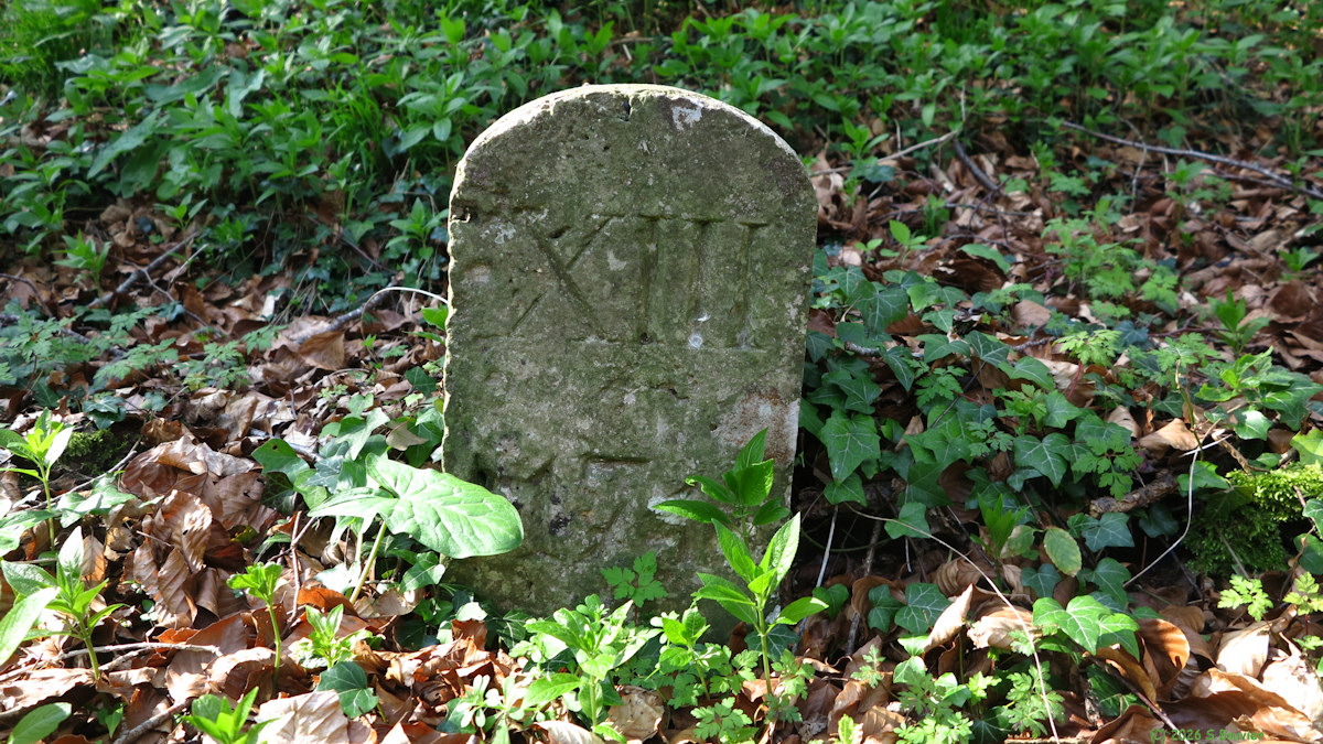 Forêt de Lyons (Borne)