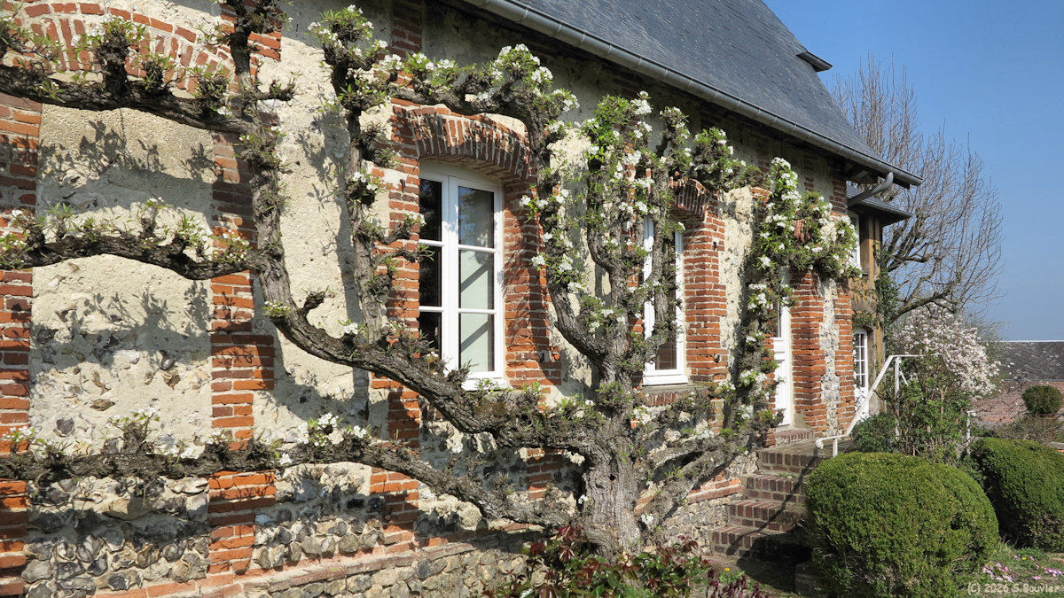 Beauvoir en Lyons (Pommier)