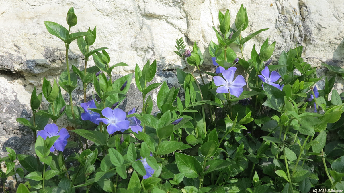 Hodeng Hodenger (Pervenche)