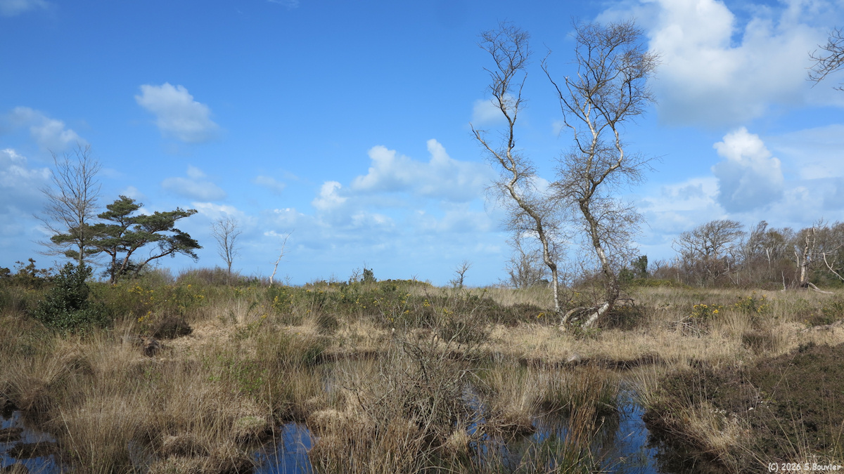 Sainte Marguerite sur Mer (Zone humide)