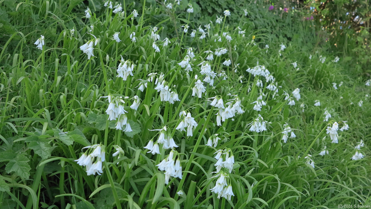 Sainte Marguerite sur Mer (Ail)