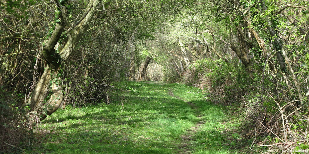 Sainte Marguerite sur Mer (Chemin)