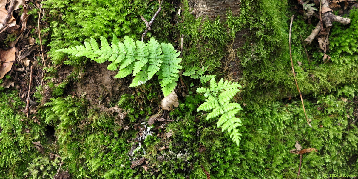 Sainte Marguerite sur Mer (Fougère)