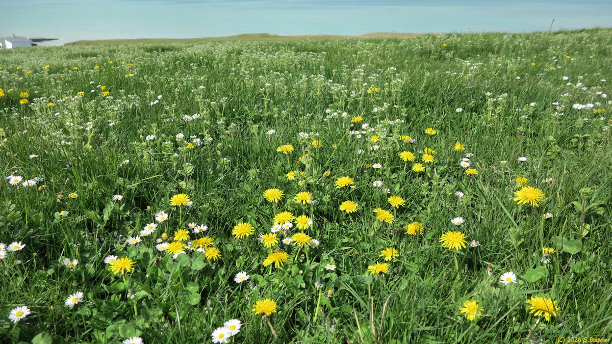 Sainte Marguerite sur Mer (Pissenlits)