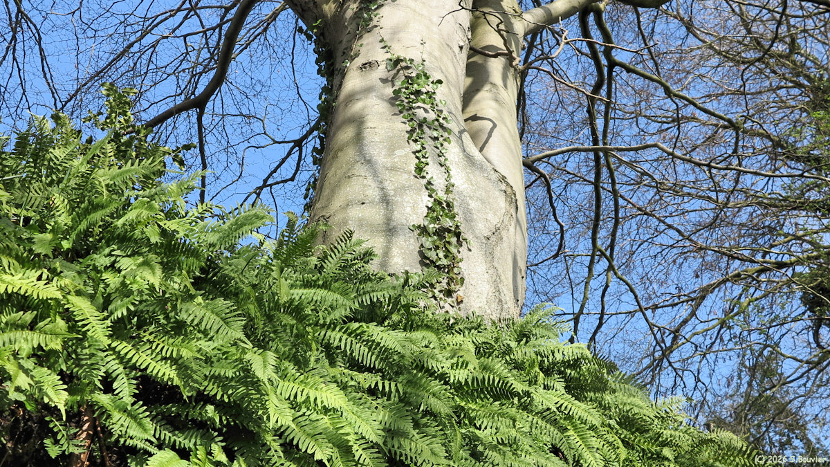 Sainte Marguerite sur Mer (Hêtre)
