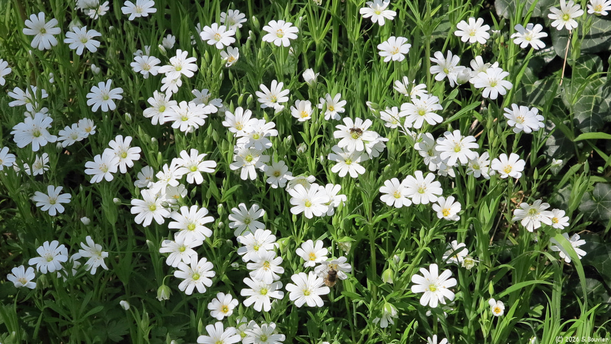Sainte Marguerite sur Mer (Stellaire holostée)