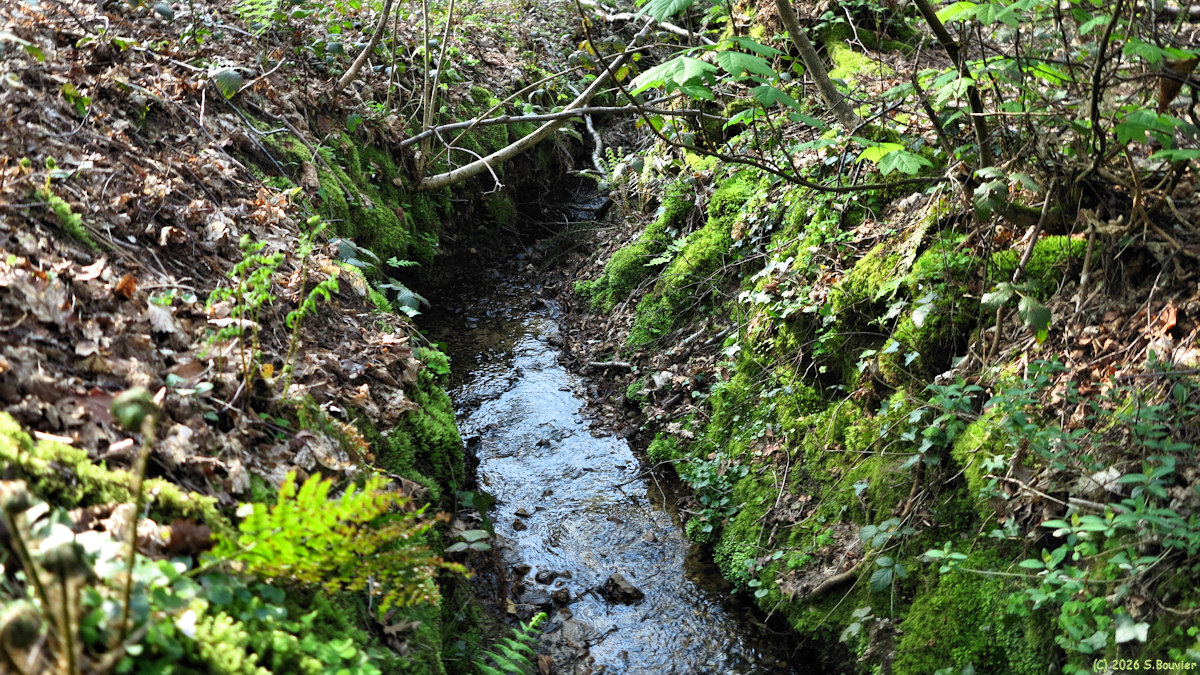 Sainte Marguerite sur Mer (Ruisseau)