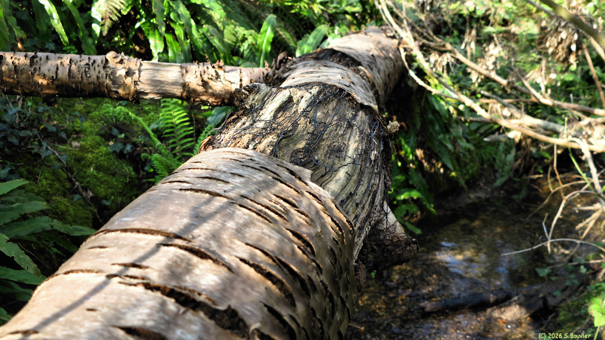 Sainte Marguerite sur Mer (Tronc)