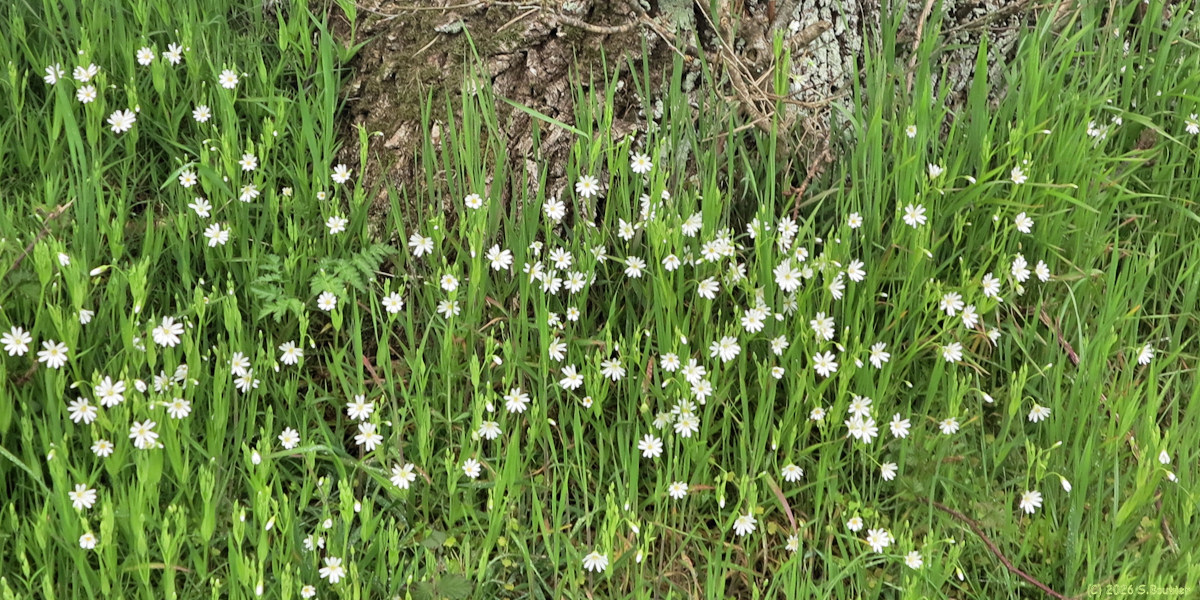 Brémontier Merval (Stellaire holostée 1)