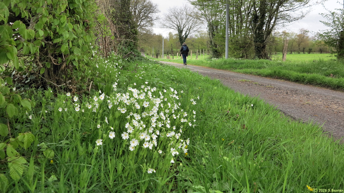 Brémontier Merval (Stellaire holostée 2)