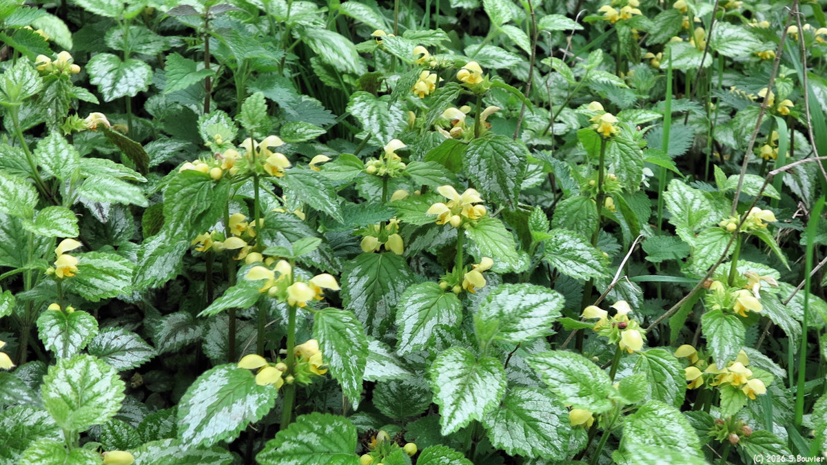 Brémontier Merval (Lamier jaune)