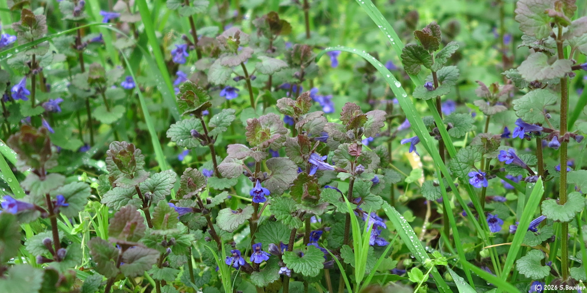 Brémontier Merval (Lierre terrestre)