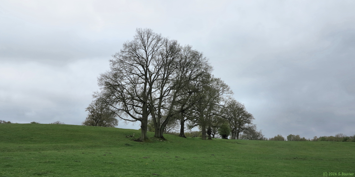 Cuy Saint Fiacre (Arbres)