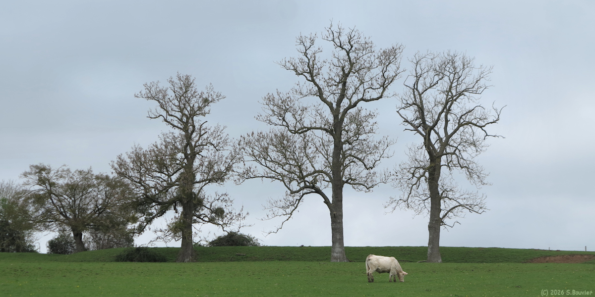 Cuy Saint Fiacre (Arbres, Vache)