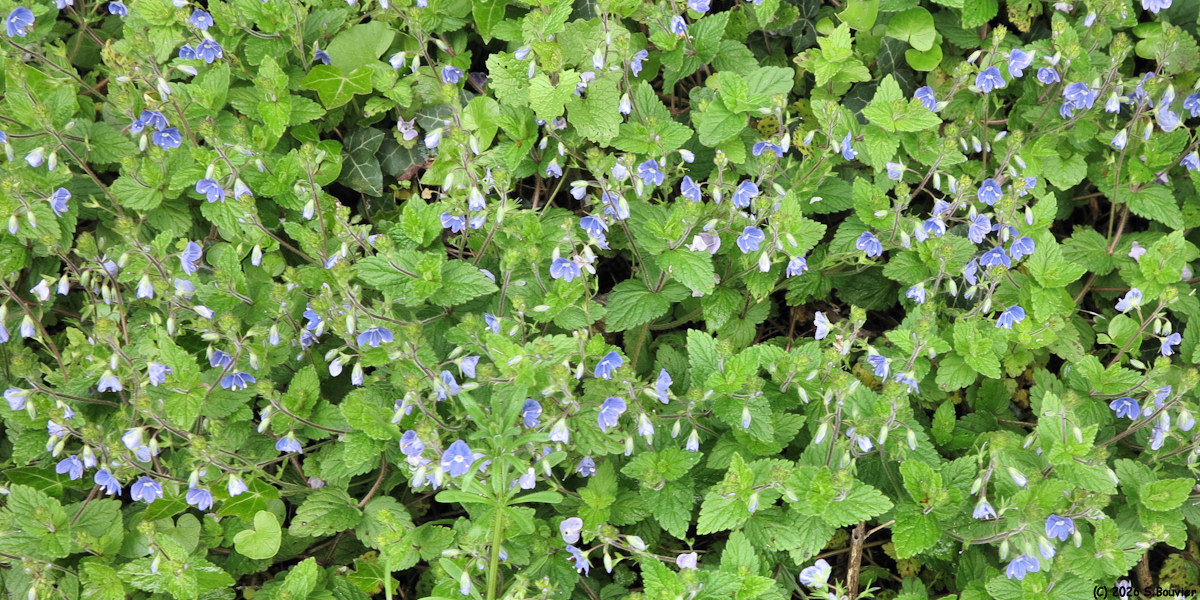 Cuy Saint Fiacre (Véronique)