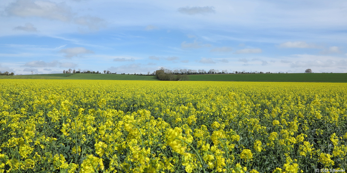 Gancourt Saint Etienne (Colza)